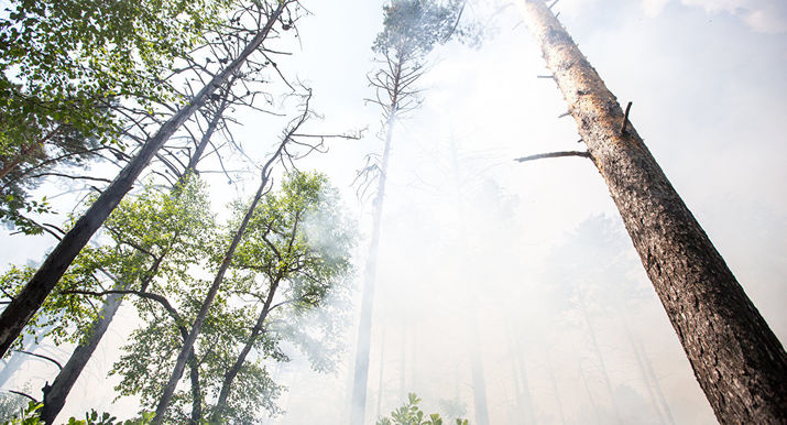 шалаш, сгорели люди