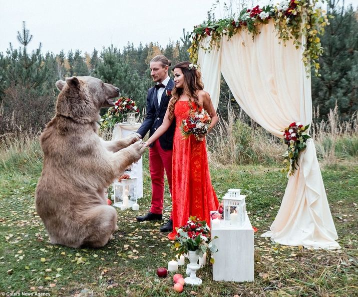 медведь на свадьбе, фотосессия