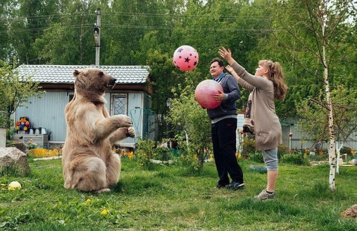 россия, медведь