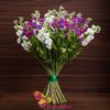 Buchet de 15 matthiola multicolorata