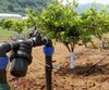 купить Система капельного орошения для садов и виноградников - Ирритек в Кишинёве 