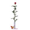 Роза красная Ecuador 100-110 см/ Поштучно