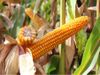 купить Конкорд - Семена гибрида кукурузы - Лидеа / Евралис в Кишинёве 
