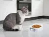 купить Миска для собак и кошек Easy Pet IMPCBA110 bowl with integrated scale в Кишинёве 