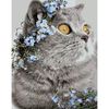 cumpără Tablou pe numere Strateg R 9 /16 (GS919)(49085) Pisica Britanica оn flori, 40x50 cm în Chișinău 