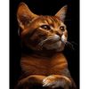 cumpără Tablou pe numere Strateg 58028 Caracter rosu 40x50cm (fundal negru) în Chișinău 