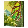 купить Картина по номерам Art Gallery CX3549 20x30cm Fluture minunat в Кишинёве 