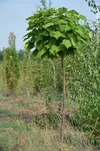 cumpără Catalpa bignonioides globulară în Chișinău 