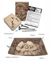 купить Набор для творчества 4M 00-13234 Velociraptor Skeleton в Кишинёве 