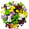 Buchetul "Chrysanthemum Santini amestec multi-colorat"