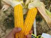 купить Нейтрон - Семена кукурузы - Семилас Фито в Кишинёве 