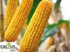 купить Гармониум - Семена гибрида кукурузы - Лидеа / Евралис в Кишинёве 