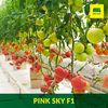 cumpără Pink Sky F1 - Seminţe hibrid de tomat roz - Semillas Fito în Chișinău 