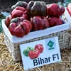 Бихар F1 (1000 семян) 