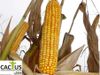 купить Хорнет - Семена гибрида кукурузы - Лидеа / Евралис в Кишинёве 
