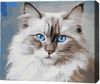 cumpără Tablou pe numere BrushMe RMG0001FC 30x40сm (fără cutie) Pisică Birmană în Chișinău 
