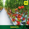 cumpără Gama F1 - Seminţe hibrid de tomat - Semillas Fito în Chișinău 