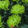 Crizantema verde pret/buc