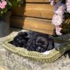 cumpără Jucărie de pluș Perfect Petzzz 91-22 Cățeluș Labrador negru cu imitație de respirație în Chișinău 