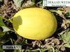 cumpără Halo F1 - Seminţe hibrid de pepene galben - Hollar Seeds în Chișinău 