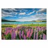 cumpără Puzzle Clementoni Puzzle 1500 Lupins At Lake Tekapo (31731) în Chișinău 