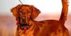 cumpără GPS tracker pentru câini Garmin Alpha® T 20 Collar (010-02447-01) în Chișinău 