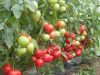 купить Вегго F1 - семена гибрида томата - Энза Заден в Кишинёве 