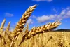 купить Реформ - Семена озимой Пшеницы - RAGT Semences в Кишинёве 