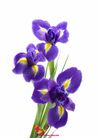 Iris albastru pret/buc