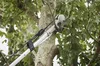 cumpără Foarfecă de gradină Milwaukee 4932498626 Fierastrau si foarfeca p/u tăiat crengi la inaltime în Chișinău 