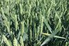 купить Линус - Семена озимой Пшеницы - RAGT Semences в Кишинёве 