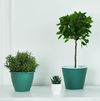 cumpără Ghiveci pentru flori Aleana 114034 Ibis cu fund dublu 15,7x13,0cm, green / white în Chișinău 