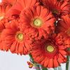 Gerbera orange pret/buc.