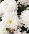 Хризантема крупная белая поштучно