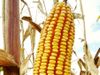 купить Ливорно - Семена кукурузы - Семилас Фито в Кишинёве 