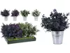 cumpără Plantă artificială Holland 38991 NVT Цветы искусственные мелкие 25cm в ведре металл 4 вида în Chișinău 