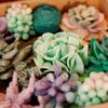 cumpără Set de creație Okto 10010 Set creativ DIY cu plastilină ușoară Gingașie în Chișinău 