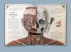 купить The Human Body: A Pop-Up Guide to Anatomy (Richard Walker) в Кишинёве 