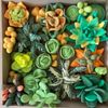 cumpără Set de creație Okto 10009 Set creativ DIY cu plastilină ușoară Energie în Chișinău 