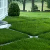 cumpără Seminte de gazon Shadow Lawn 1 kg (30-50 m²)  BARENBRUG în Chișinău 