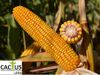 купить Метод - Семена гибрида кукурузы - Лидеа / Евралис в Кишинёве 