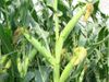 купить Гекксагон - Семена кукурузы - RAGT Semences в Кишинёве 