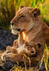 купить Пазл Clementoni Puzzle 500 Feline Love 2026 (35620) в Кишинёве 