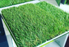 Ландшафтная декоративная трава газон Lucy 40