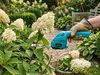 купить Кусторез GardenLine WAN6994 (аккумуляторный) в Кишинёве 