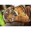 купить Пазл Trefl 37397 Puzzle 500. Tigru в Кишинёве 