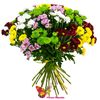 Buchetul "Chrysanthemum Santini amestec multi-colorat"