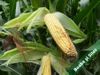 купить Эккземпляр - Семена кукурузы - RAGT Semences в Кишинёве 