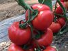 cumpără Vitara F1 - Seminţe hibrid de tomat - Semillas Fito în Chișinău 