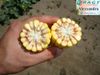 купить Александра - Семена кукурузы - RAGT Semences в Кишинёве 